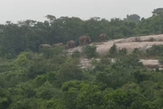 A herd of elephants roams