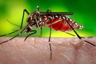 लखनऊ में डेंगू के मिले 3 नए मरीज