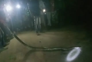 Python found in Dhanbad