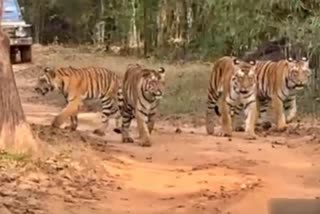 Tigers Naina seen walking with four cubs in Kanha Tiger Reserve