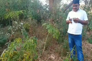 young farmers are cultivating elephant foot yam in godda