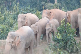 team of 9 Elephant  broke many houses in Sitapur