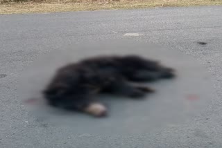 Bear died by vehicle hit while crossing road in marwahi