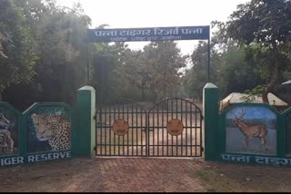 The death of the Tiger near Akola on the Katni-Kanpur State Highway has not yet been revealed.