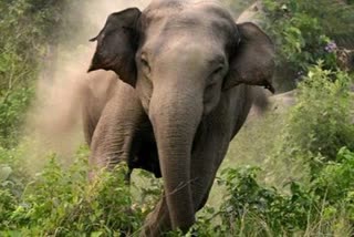 elephant-terror-in-terai-eastern-forest-division