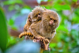 Twin monkeys born in UK among world's smallest