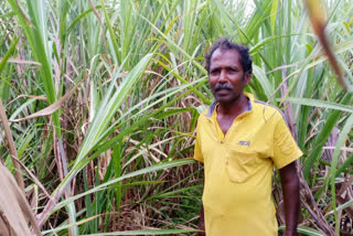 sugarcane field