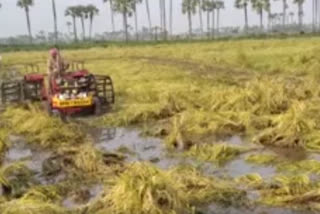 farmers problems due to cyclone affect in krishna district