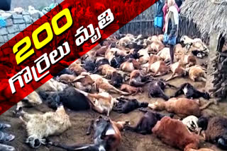 200 sheeps died in street dogs attack in machareddy in kamareddy district