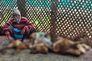 More than 15 sheeps death in Kolar