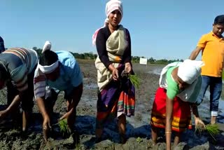 Bodo rice farming starts in No bill gaon