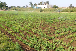 रब्बी पीक