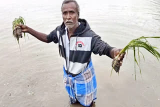 சம்பா பயிர்கள் சேதம்