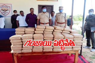 24 lakh worth of cannabis seized at suryapet district