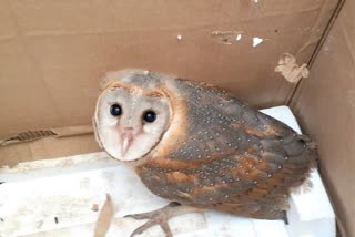 owl-of-rare-species-found-in-bhoramdev-sanctuary
