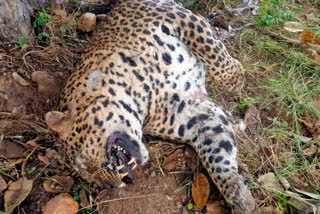 Leopard death in Bandipur National Tiger Reserve