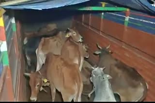 cow trucks recovered in maibang