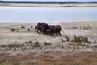 wild elephant in kaliabor