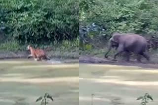 ಆನೆ ದಾಳಿಗೆ ಬಿದ್ದು ಓಡಿದ ಹುಲಿ