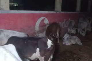 250 smuggled cow rescued in Balasore