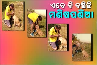 ଅଧ୍ୟାପକ ଦେଖାଇଲେ ମାନବିକତା, ଦୂର କଲେ ନୀରିହ କୁକୁରର କଷ୍ଟ