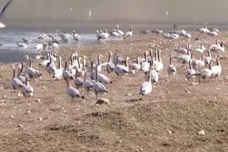 Migratory birds in Pong dam