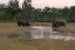 wild elephant attack at teok