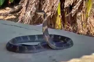 king cobra captured in chikmagalore