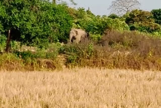 wild-elephant-attack-in-nagaon