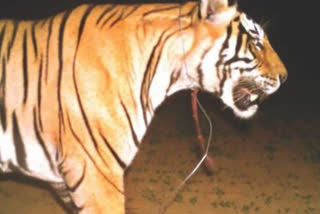 noose around tigers neck