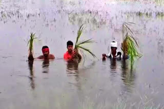 samba crops destroyed due to heavy rainfall