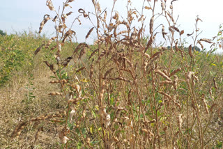 natural disasters sustained on farmer in latur