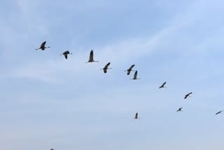 photos of birds crane