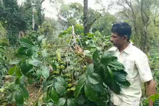 wild animals destroying kodagu farmers crops