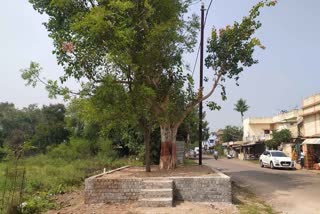 bhilai-municipal-corporation-paste-notice-to-remove-possession-of-peepal-tree-in-durg