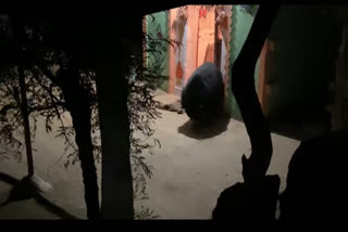 bear entered temple in bedatturu village tumkur