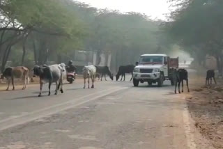 People facing problem due to cattle gathering on main road of sanjay colony in Chhatarpur