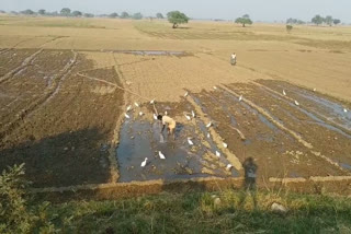 ganga river will be pollution free by organic farming in sahibganj
