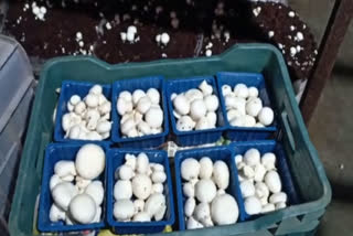 farmers agitation affect mushroom supply