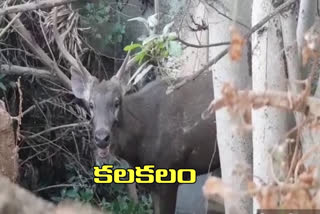 the moose came into rajampet mandal in kamareddy