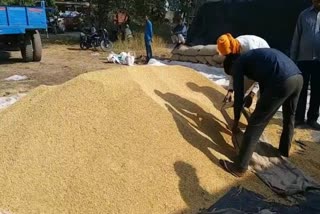 investigation of paddy purchase