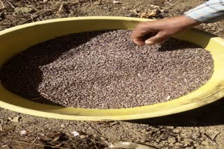 rudraprayag cultivation of black wheat