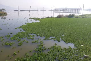 anasagar lake, जलकुंभी का कब्जा