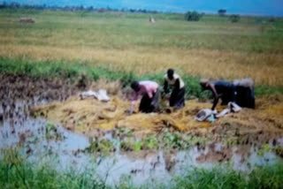 paddy crop loss