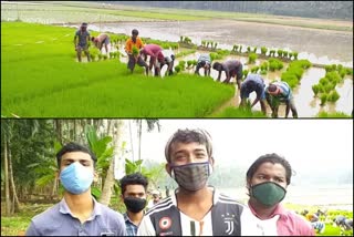 paddy cultivation done by students  paddy cultivation  കോഴിക്കോട്  കോഴിക്കോട് പ്രാദേശിക വാര്‍ത്തകള്‍  kozhikode local news