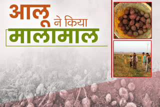 potato bussiness in hazaribag