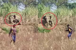 villagers-instigated-elephants-to-attack-in-dhondgaon-of-sarguja