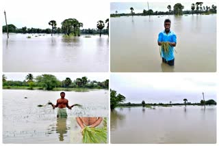 நெற்பயிர்கள் மழையில் மூழ்கி சேதம்