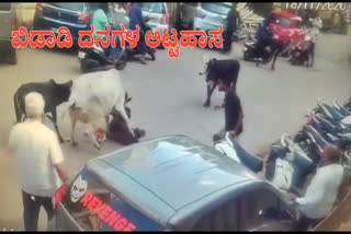 street cows attack on a man