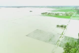 agricultural lands look like a sea in Cuddalore